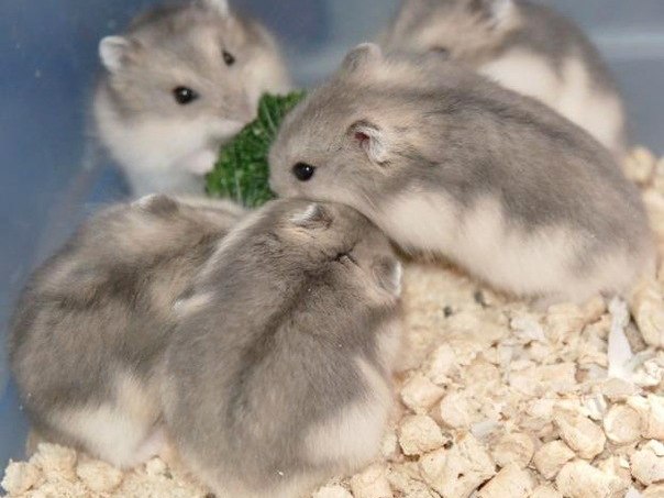 Породы хомяков | ЗооТом - продажа, вязка и услуги для животных в Микуне