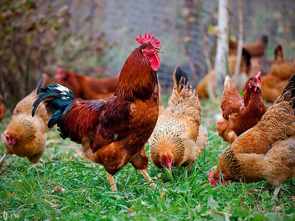 Породы куриц | ЗооТом - продажа, вязка и услуги для животных в Микуне