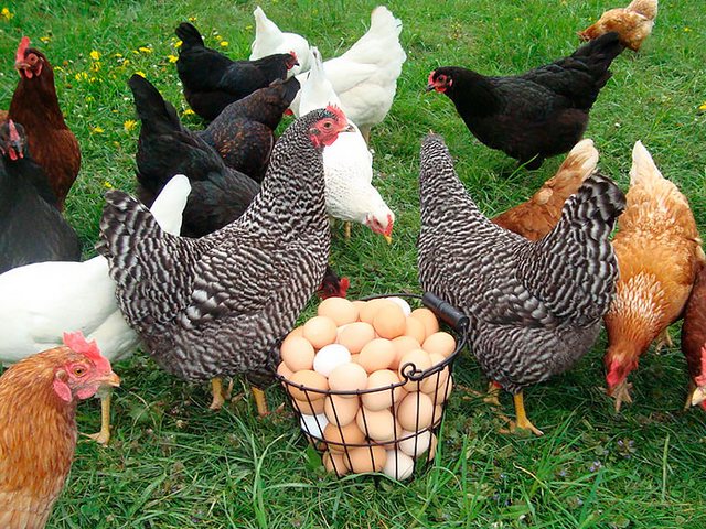 Содержание кур и уход за ними | ЗооТом - продажа, вязка и услуги для животных в Микуне