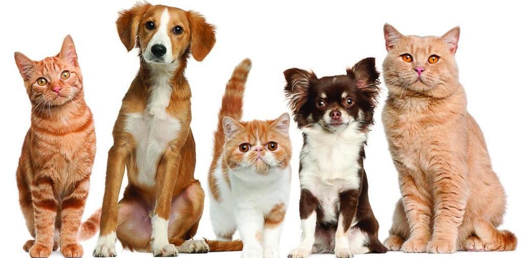 Доска объявлений о животных | ЗооТом - продажа, вязка и услуги для животных в Микуне