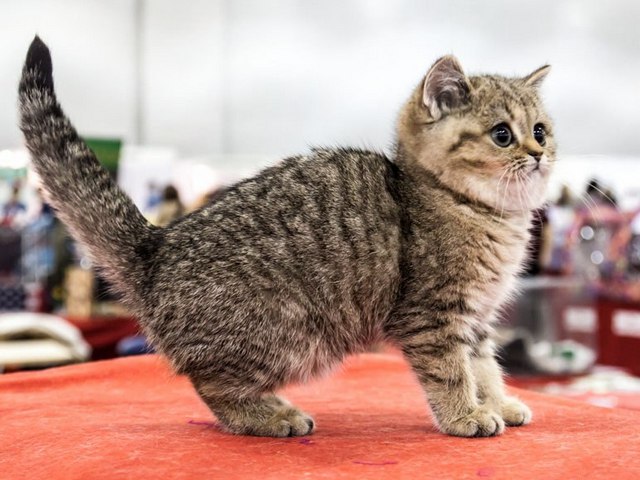 Породы кошек в Микуне | ЗооТом портал о животных