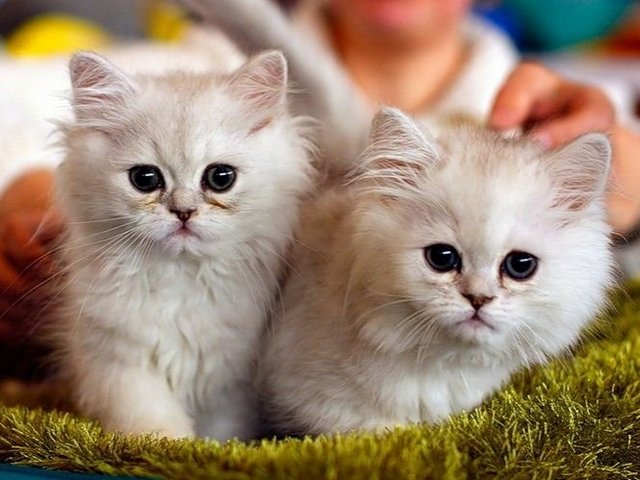 Породы кошек в Микуне | ЗооТом портал о животных