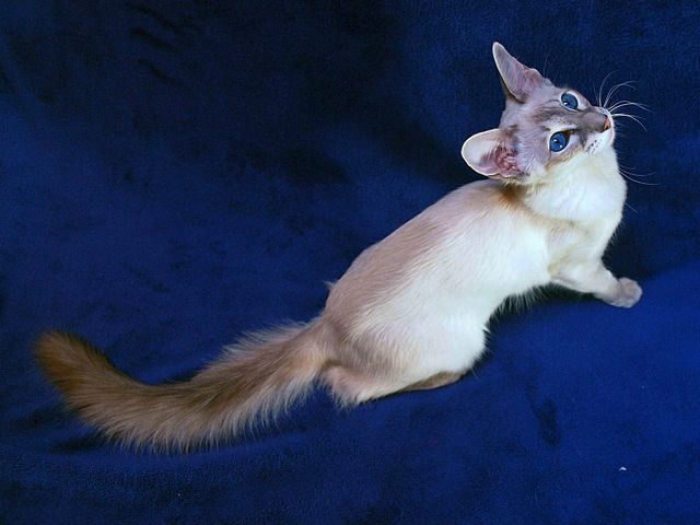 Выведенные породы кошек в Микуне | ЗооТом портал о животных