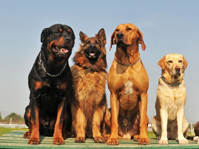 Крупные породы собак в Микуне | ЗооТом портал о животных